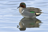 Image. Green-winged Teal