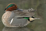 Image. Green-winged Teal