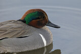 Image. Green-winged Teal