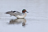 Image. Green-winged Teal