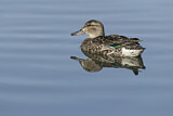 Image. Green-winged Teal