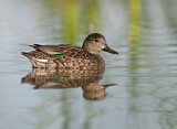 Image. Green-winged Teal