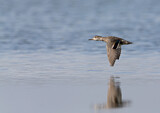 Image. Green-winged Teal