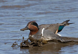 Image. Green-winged Teal