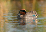 Image. Green-winged Teal