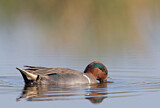 Image. Green-winged Teal