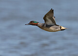 Image. Green-winged Teal