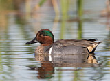 Image. Green-winged Teal