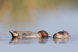 Image. Green-winged Teal