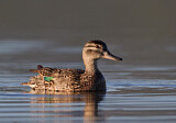 Image. Green-winged Teal