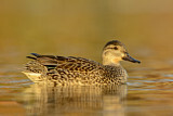 Image. Green-winged Teal