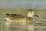 Image. Green-winged Teal