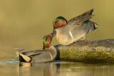 Image. Green-winged Teal