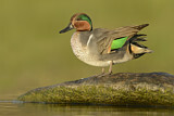 Image. Green-winged Teal