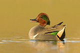 Image. Green-winged Teal