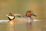 Image. Green-winged Teal