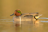Image. Green-winged Teal