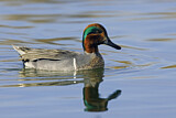 Image. Green-winged Teal