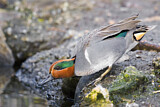 Image. Green-winged Teal