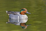 Image. Green-winged Teal