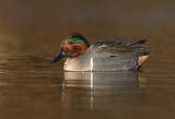 Image. Green-winged Teal