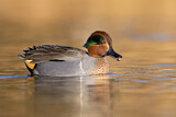 Image. Green-winged Teal
