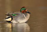 Image. Green-winged Teal