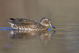 Image. Green-winged Teal