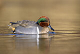 Image. Green-winged Teal