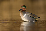 Image. Green-winged Teal