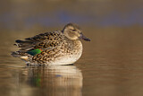 Image. Green-winged Teal
