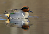 Image. Green-winged Teal