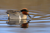 Image. Green-winged Teal