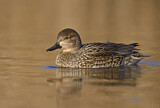 Image. Green-winged Teal