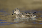 Image. Green-winged Teal