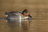 Image. Green-winged Teal