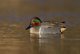 Image. Green-winged Teal