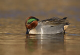 Image. Green-winged Teal