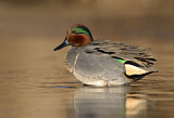 Image. Green-winged Teal