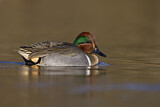 Image. Green-winged Teal