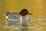 Image. Green-winged Teal