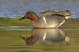 Image. Green-winged Teal