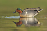 Image. Green-winged Teal