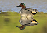 Image. Green-winged Teal