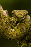 Image. Greifschwanz-Lanzenotter