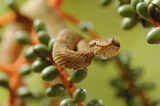 Image. Greifschwanz-Lanzenotter
