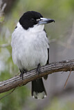 Image. Grey Butcherbird