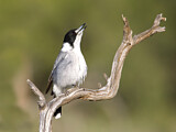 Image. Grey Butcherbird