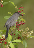 Image. Grey Catbird