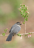 Image. Grey Catbird
